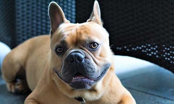 French Bulldog and Yorkie Mix