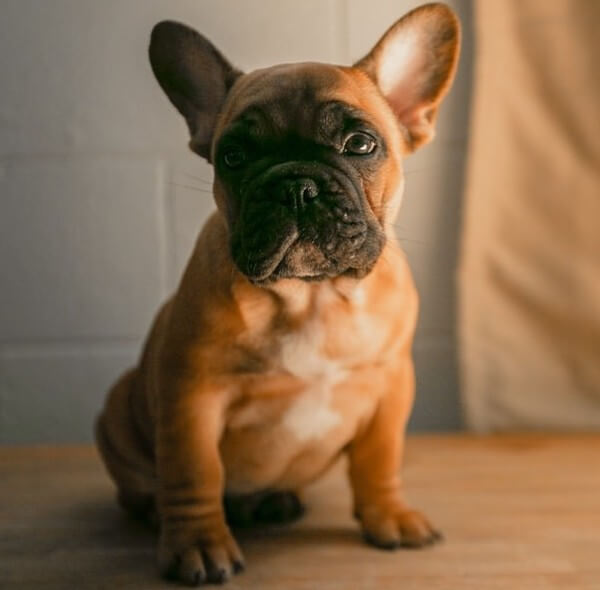 Boxer French Bulldog Mix