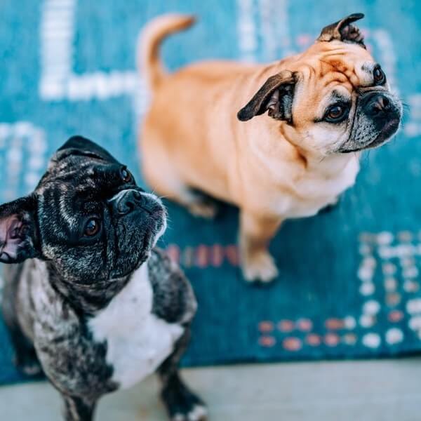 Frenchie Pugs