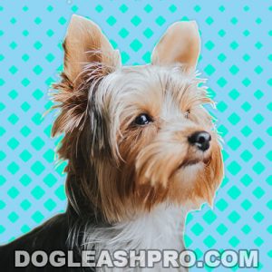 Yorkie Husky Mix: Complete Guide - Dog Leash Pro