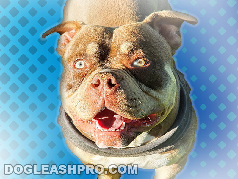 what is the difference between a pit bull and a american bully