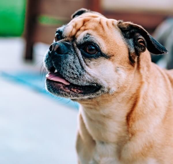 Pug Frenchie Mix