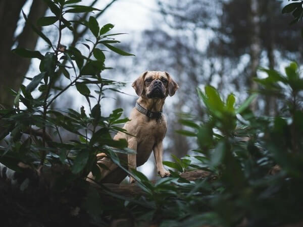 Pug Mixed with Boxer