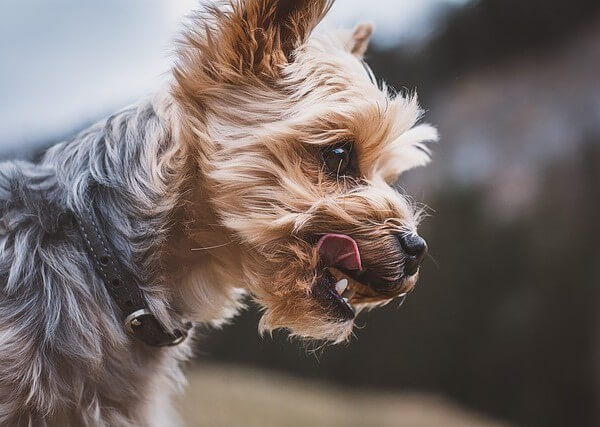 Yorkie and French Bulldog Mix