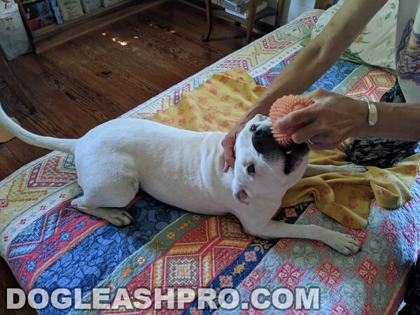 pure White Pitbull puppy