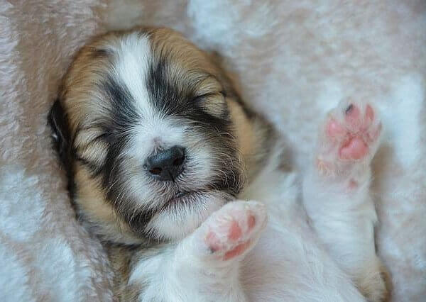 Puppy Sleeping Fast Breathing