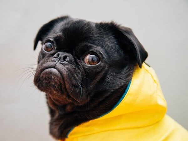 Black Retro Pug