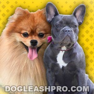 French Bulldog Pomeranian Mix