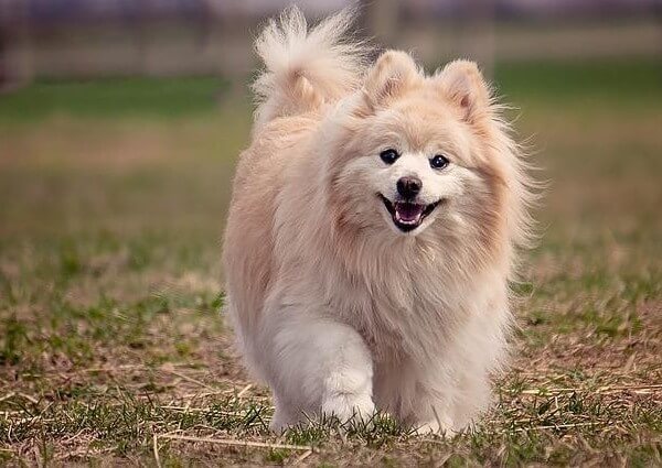 Pomeranian and Frenchie Mix