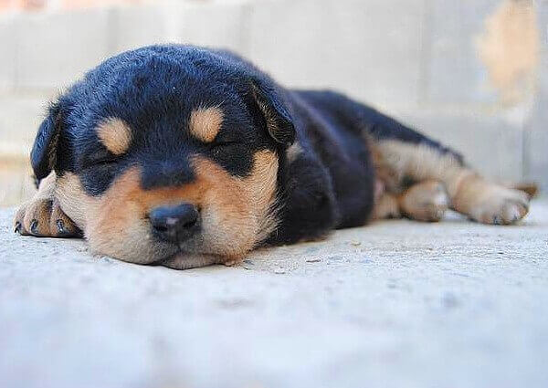 Puppy Fast Breathing Sleep