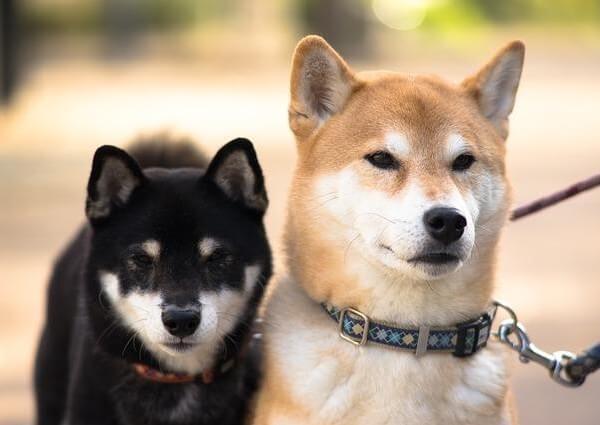 Shiba Inu Mix with Chihuahua