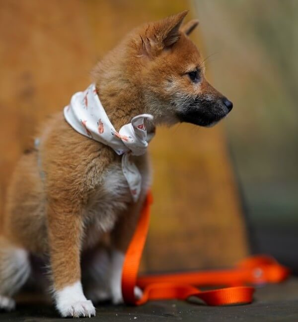 German Shepherd Shiba Inu Mix