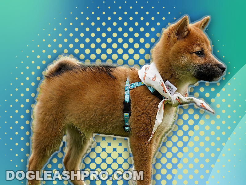 Shiba Inu German Shepherd Mix