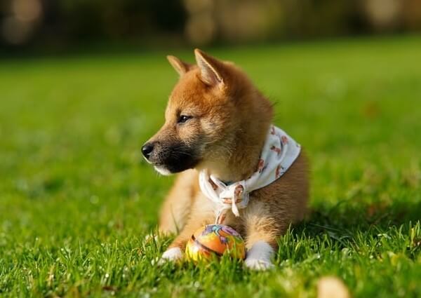 Shiba Inu Mix with German Shepherd