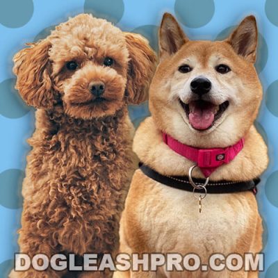 Shiba Inu Poodle Mix: Poo Shi Complete Guide - Dog Leash Pro