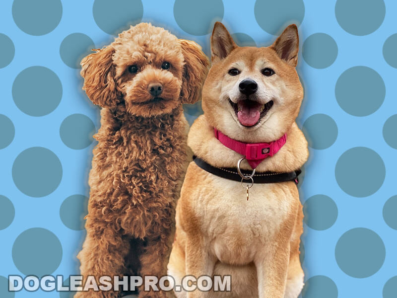 Shiba Inu Poodle Mix