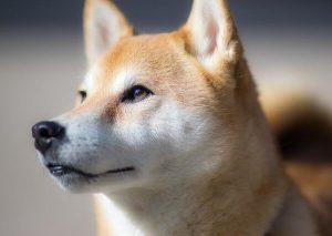 Shiba Inu Poodle Mix: Poo Shi Complete Guide - Dog Leash Pro