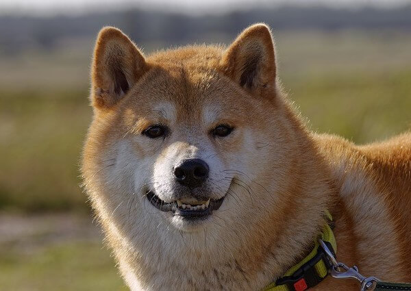 Shiba Inu Scream