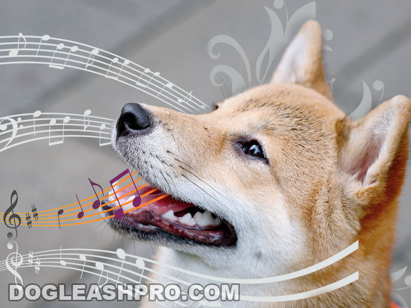 Shiba Scream