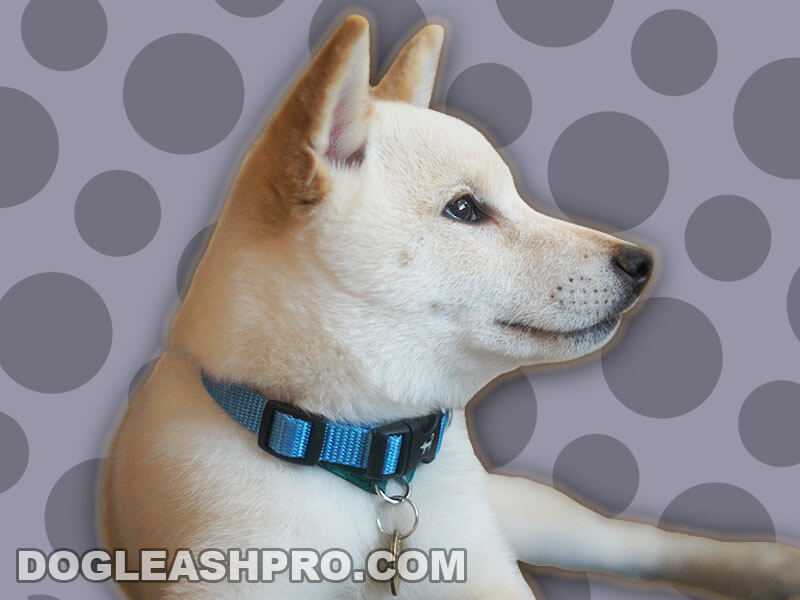 do shiba inu puppies change color