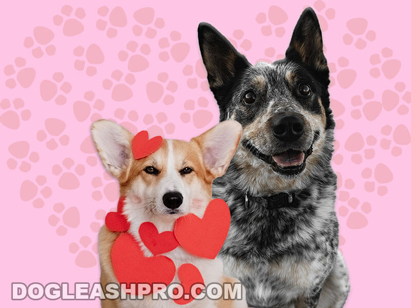 A Guide to Corgi Mixes