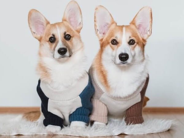 Cowboy Corgi size