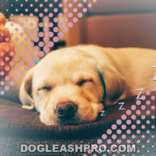 My Dog Snores And Sounds Congested: 10 Reasons & How ...