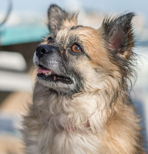 Chihuahua Golden Retriever Mix