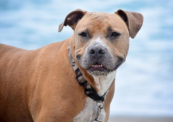 Pitbull Vizsla Mix