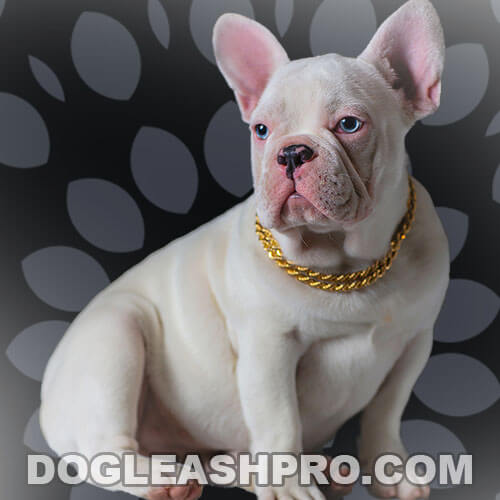 Platinum French Bulldog