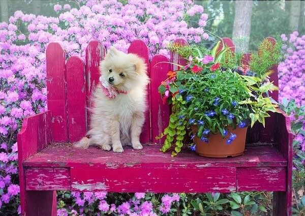 Pomeranian Mix with Jack Russell