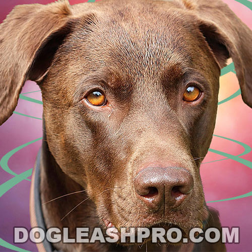 Vizsla Lab Mix: Complete Guide - Dog Leash Pro