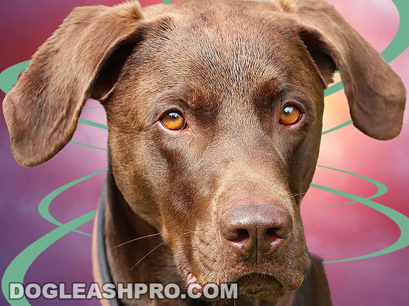romersk præmedicinering Elendighed Vizsla Lab Mix: Complete Guide - Dog Leash Pro