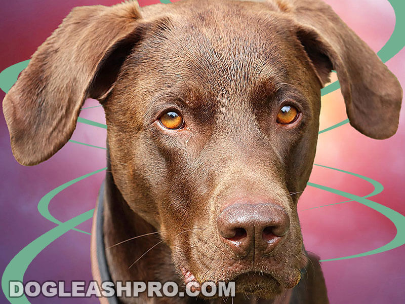 Vizsla Lab Mix