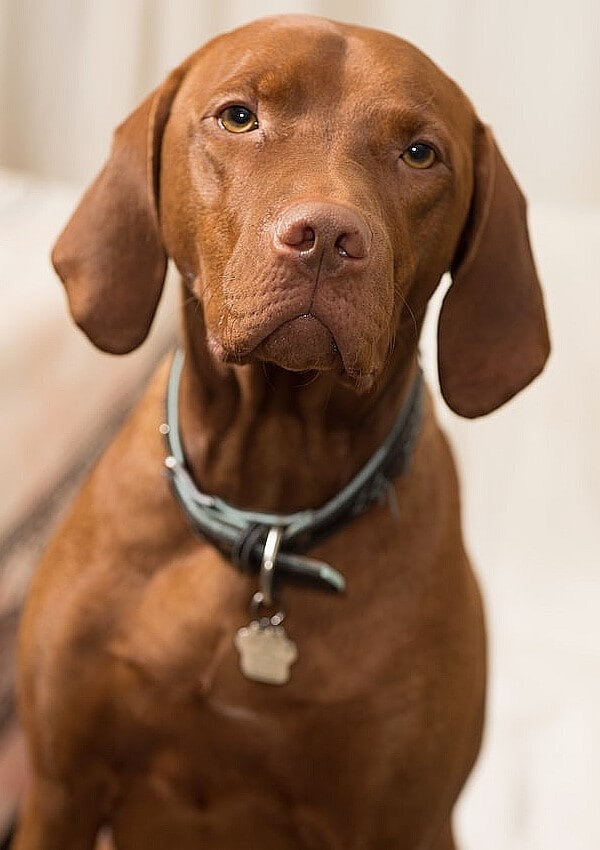 what is a vizsla dog mixed with