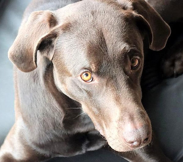 Vizsla chocolate Lab Mix