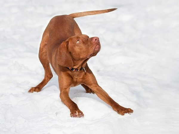 Vizsla Pit Bull Mix