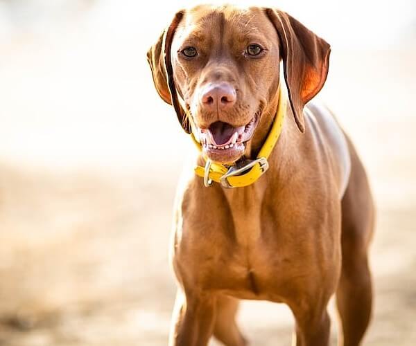 Lab Vizsla Mix