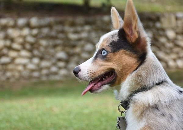 corgi red heeler mix