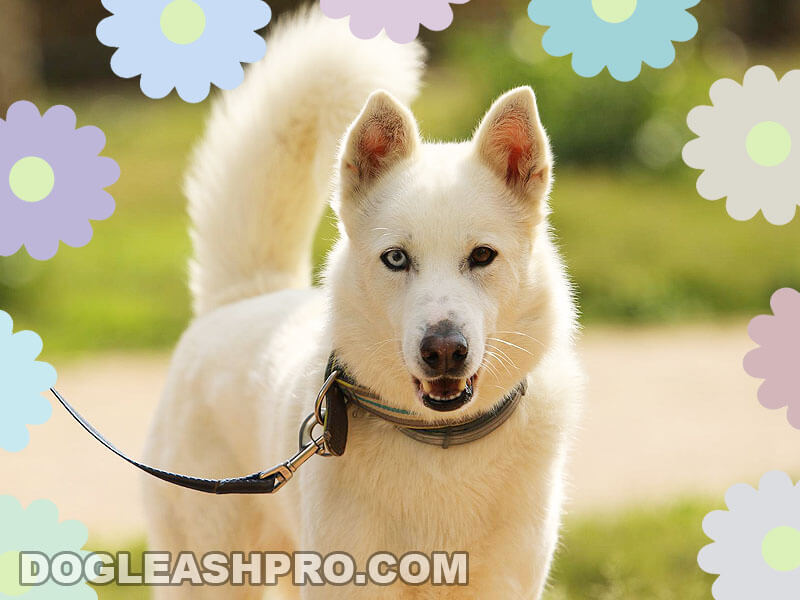 white husky puppy with blue eyes