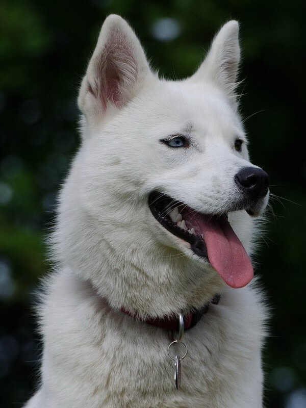 All White Huskies