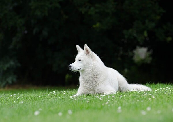 All White Husky with blue eyes