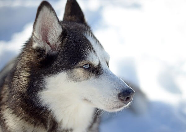 Dalmatian and Husky Mix