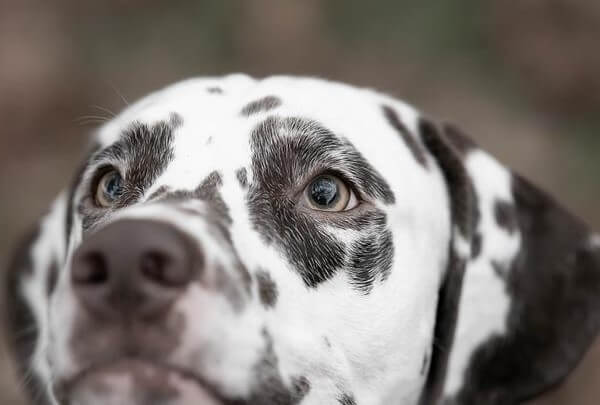 Dalmation Husky Mix