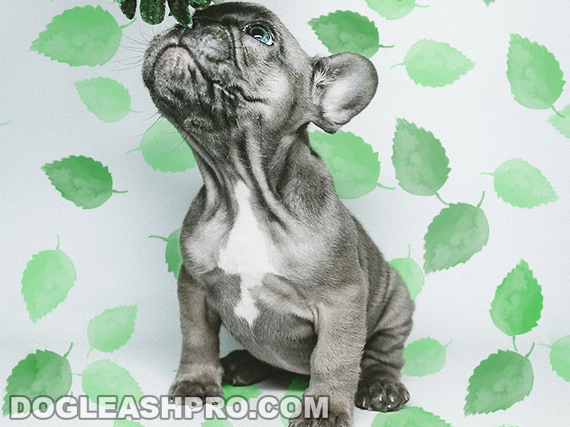 Grey French Bulldog