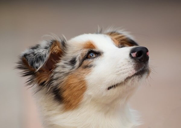 Australian Shepherd history