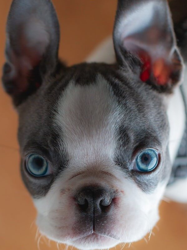 French Bulldog grey Blue Eyes