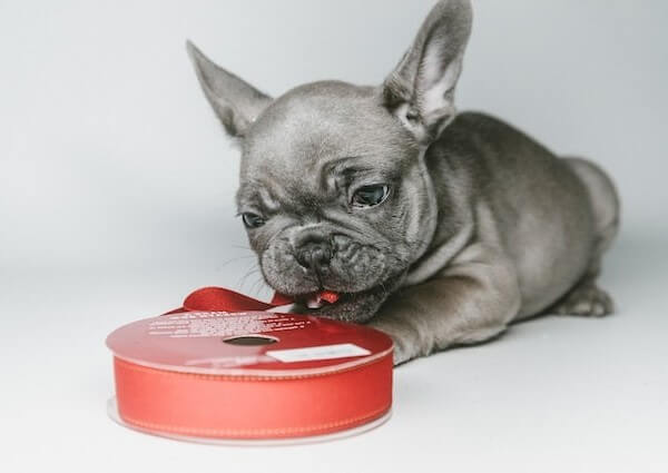 French Bulldog Grey Blue Eyes