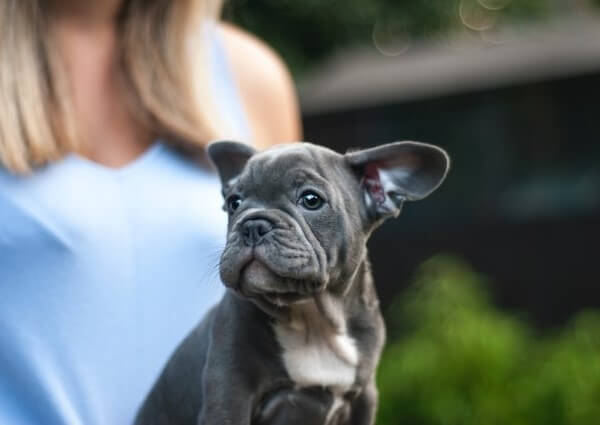 Grey French Bulldog puppy blue eyes