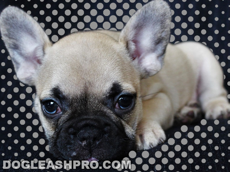 Micro French Bulldog